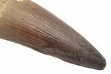 Huge, Real Spinosaurus Tooth - Excellent Quality! #214308-2